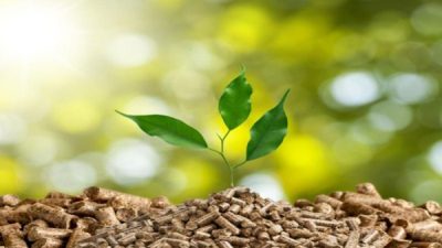 Peluang dan Tantangan Energi Biomassa