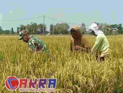 Babinsa Dampingi Petani Desa Tanggan Menuju Panen Raya