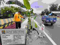 Warga tanam Pohon Pisang Di Jembatan Curah kalak,Ada Apa  ?
