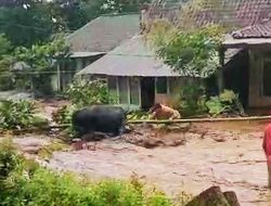 Banjir Bandang di Desa Gunungsari, Bondowoso: 12 Rumah Terendam