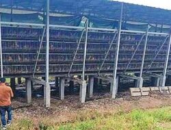 Terkait Dugaan Pencemaran dan Masalah Perizinan LSM GMBI Way Kanan Tuntut Klarifikasi CV Wahyuningsih Farm