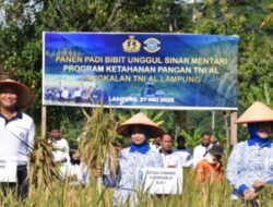 Lanal Lampung Laksanakan Panen Padi Bibit Unggul Sinar Mentari 