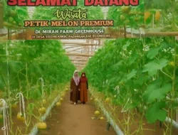 Desa Sidorejo : Wisata Petik Melon Premium Tawarkan Pengalaman Unik dan Dorong Perekonomian Lokal