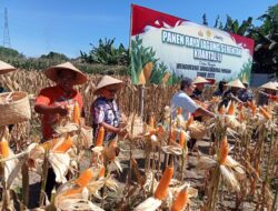 Panen Raya Jagung di Jember: Sukses Program Swasembada Pangan Pemerintah