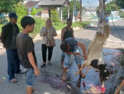 Yunita Panca MS Laksanakan Kurban Idul Adha 1446 H, Wujudkan Kepedulian Sosial