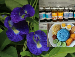 Bunga Telang, Si Cantik Multiguna dari Desa Mangaran: Bisa Jadi Nasi Ungu Hingga Minuman Herbal