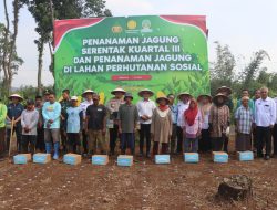 Polres Pasuruan Dukung Ketahanan Pangan, Gelar Penanaman Jagung di Lahan Perhutanan Sosial
