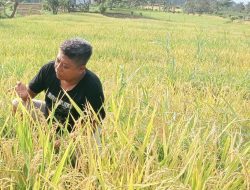 Harga Beras Melonjak, P3NA Desak Pemerintah Intervensi Pasar