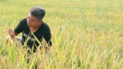 Harga Beras Melonjak, P3NA Desak Pemerintah Intervensi Pasar