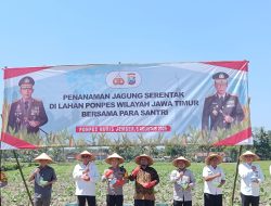 Panen Harapan: Program Ketahanan Pangan Polres Jember Libatkan Pesantren, Dukung Petani dan Cita-cita Santri