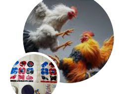 Arena Judi Sabung Ayam dan Dadu Koprok Dekat Polsek Tegineneng Terkesan ‘Dibiarkan’