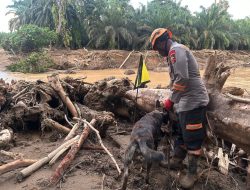 Den K9 Ditpolsatwa Baharkam Polri Berhasil Temukan Satu Korban Bencana Alam di Batang Toru, Sumatera Utara