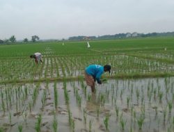 Ketua BUMDes Tambakrejo Barat Realisasikan Program Ketahanan Pangan 2025-2026