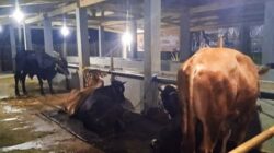 Kakon Wates Tambah 2 Ekor Sapi Untuk Ketahanan Pangan, Masyarakat Minta Pertanggungjawaban Anggaran BUMDes