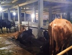 Kakon Wates Tambah 2 Ekor Sapi Untuk Ketahanan Pangan, Masyarakat Minta Pertanggungjawaban Anggaran BUMDes