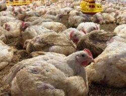 Warga Keluhkan Bau Menyengat dari Kandang Ayam Dekat Pemukiman