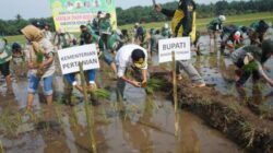 Pemkab Bengkulu Tengah Perkuat Swasembada Pangan Melalui Gerakan Tanam Bersama Didesa Srikuncoro