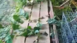 DUGAAN PENYIMPANGAN DANA DESA RP130 JUTA DI DESA KEBUN TELUK DALAM, LSM GMBI DESAK AUDIT TOTAL