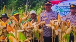Kapolsek Pangkalan Banteng Pimpin Panen Raya Jagung Serentak se-Kecamatan Pangkalan Banteng