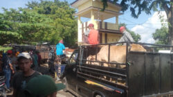 Kenaikan Harga Sapi di Pasar Sattoan Situbondo Menjelang Lebaran Kurban Dinilai Wajar