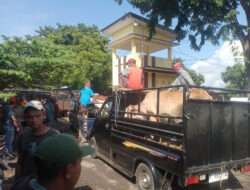Kenaikan Harga Sapi di Pasar Sattoan Situbondo Menjelang Lebaran Kurban Dinilai Wajar