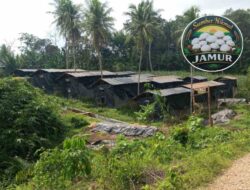 Manfaatkan Limbah Sawit BUMDes Sumber Waras Pekon Sukoharjo lV Kembangkan Budidaya Jamur