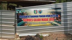 BUMDes Gajah Mada Jaya Kembangkan Peternakan Ayam Petelur, Dorong Ketahanan Pangan dan PADes
