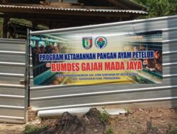 BUMDes Gajah Mada Jaya Kembangkan Peternakan Ayam Petelur, Dorong Ketahanan Pangan dan PADes