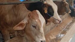 BUMDes Mekar Sari Pekon Tri Tunggal Mulya Salurkan Permodalan untuk Unit Usaha Ternak Sapi