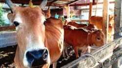 Penguatan Ekonomi dan Ketahanan Pangan: BUMDes .Arta Sewu Distribusikan 13 Ekor Sapi ke Peternak Mitra.