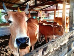 Penguatan Ekonomi dan Ketahanan Pangan: BUMDes .Arta Sewu Distribusikan 13 Ekor Sapi ke Peternak Mitra.