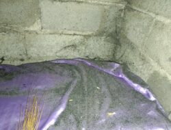 Pencemaran Debu Ampas Tolato PG Asembagus Masih Menjadi Momok Tahunan Warga Sekitar