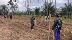 Sinergi TNI dan Masyarakat: Kodim 0423/Bengkulu Utara Optimalkan 6 Hektare Lahan Jagung untuk Ketahanan Pangan