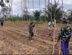 Sinergi TNI dan Masyarakat: Kodim 0423/Bengkulu Utara Optimalkan 6 Hektare Lahan Jagung untuk Ketahanan Pangan